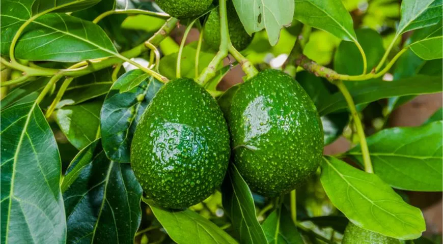 Плоды авокадо чаще всего растут парами