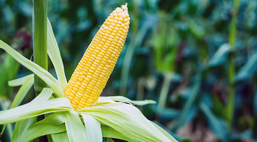 Как приготовить кукурузу, как выбирать и как есть