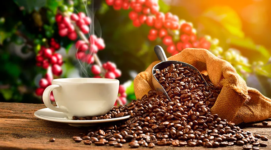 Сезон сбора арабики зависит от региона: в Бразилии — с мая по сентябрь, в Колумбии — дважды в год, а в Эфиопии — с ноября по январь