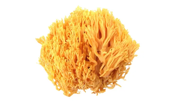 Коралловые грибы