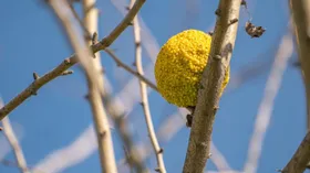 Адамово яблоко, что это такое и можно ли его съесть