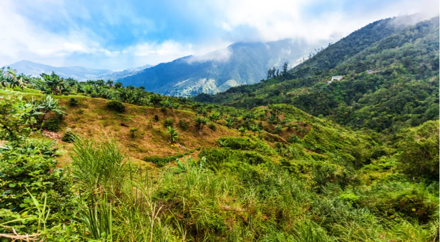Голубые горы Ямайки, где выращивают кофе