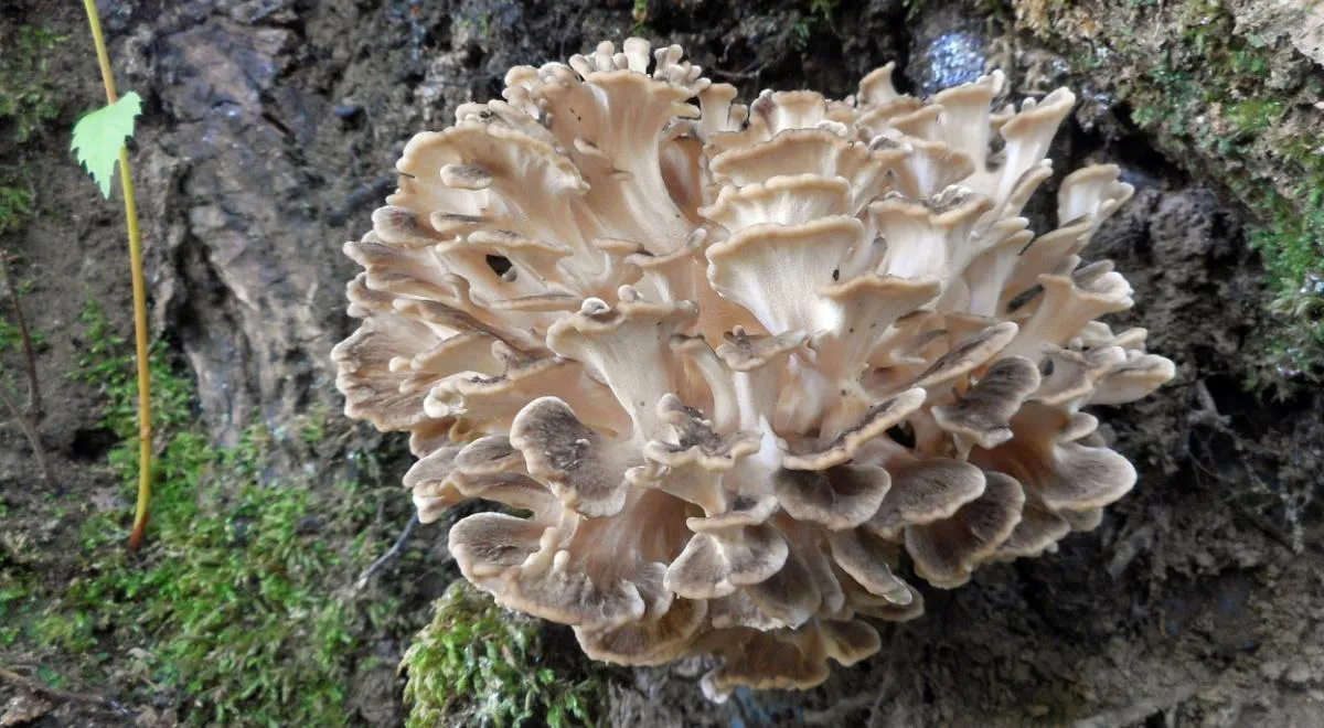 Так грибы мейтаке растут в лесу