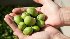 Оливки – свежий ингредиент на вашей кухне