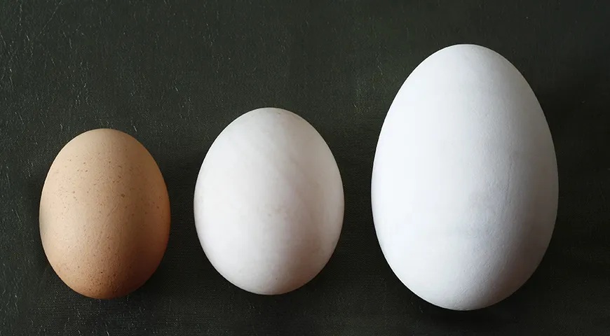Яйца бывают разные