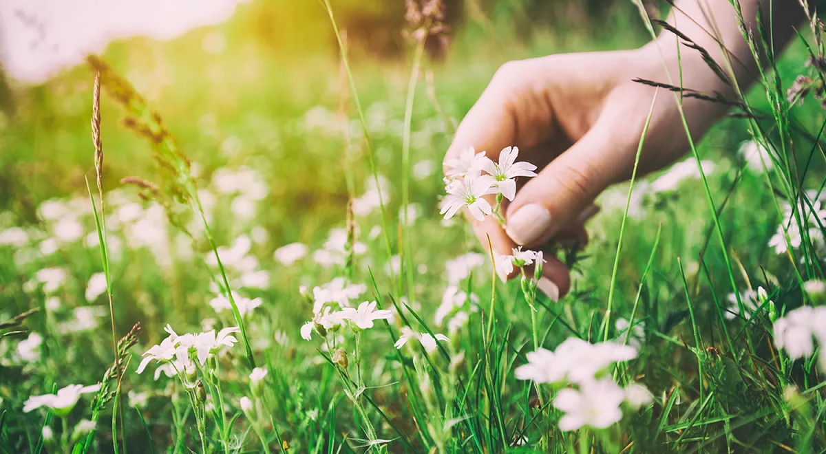 7 природных антибиотиков, которые не стоят ни копейки