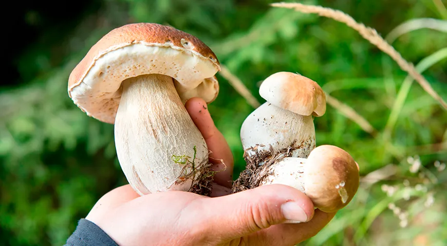 Ножка белого гриба толстая и крепкая, цвет ее белый или кремовый