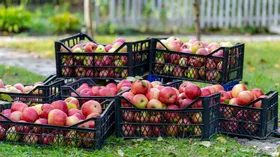 Как сохранить урожай яблок за зиму