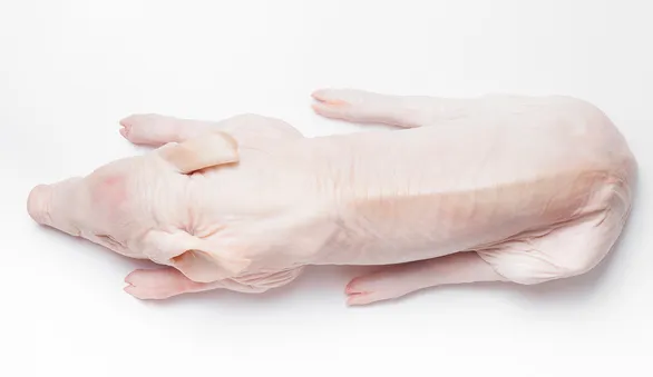 Молочный поросенок