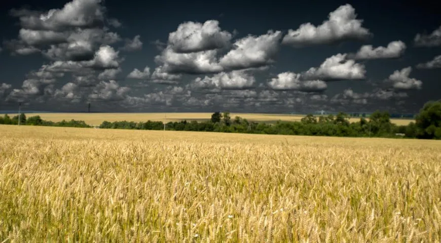 К моменту сбора урожая пшеница поднимется выше человеческого роста.
