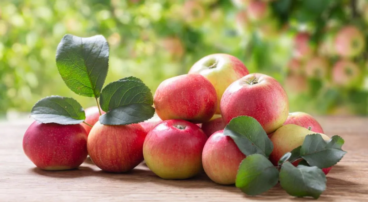 Диетологи назвали три самых полезных сорта яблок