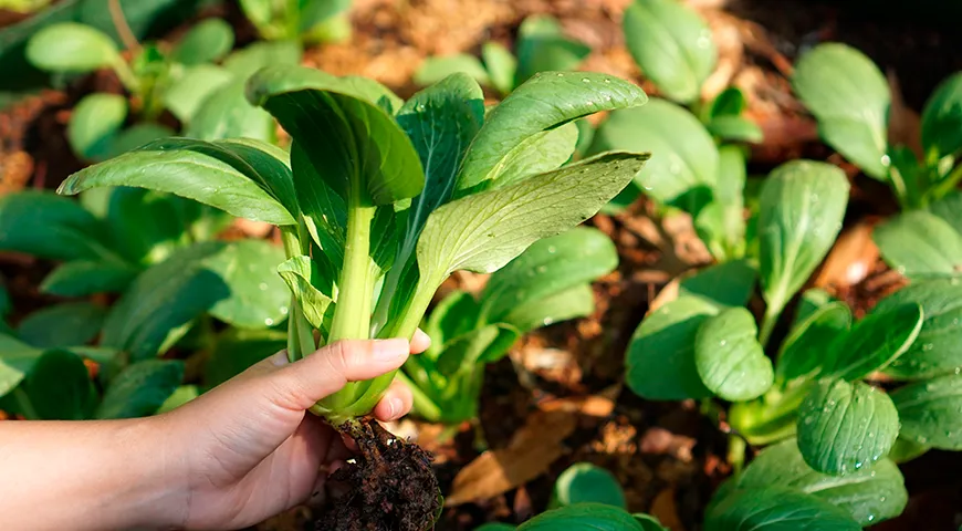Пак-чой лучше всего собирать весной и осенью, так как в это время его черешки становятся наиболее сочными и хрустящими