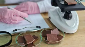 Шоколад из пробирки: ученые нашли способ выращивать какао-масло в чашке Петри