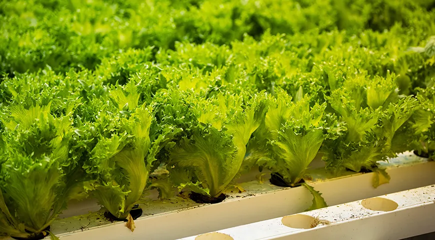 Салат фриллис доступен в продаже практически круглый год