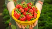 Как хранить клубнику, чтобы она быстро не испортилась