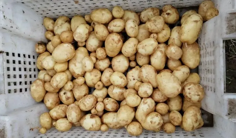 Арзамасский картофель