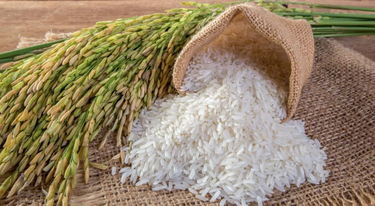Белый рис: чем он полезен, а кому нельзя есть ни в коем случае