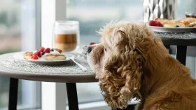 9 продуктов, которые нельзя давать собаке: рассказывает эксперт
