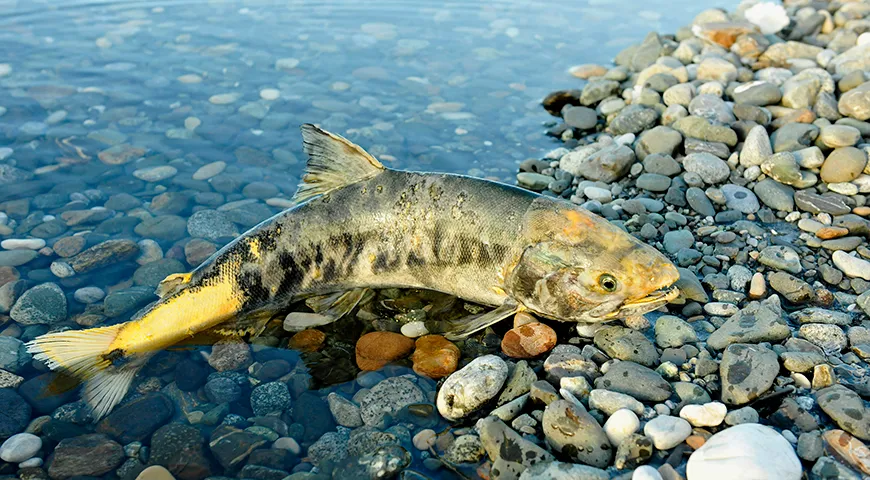 Промысел кеты приходится на август и сентябрь, когда рыба достигает максимального веса и оптимальной жирности, обеспечивая высокое качество мяса