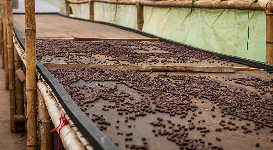  Самый древний способ обработки кофе — собранные красные ягоды не чистят, а просто рассыпают ровным слоем сушиться