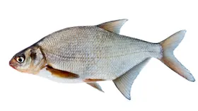 Лещ