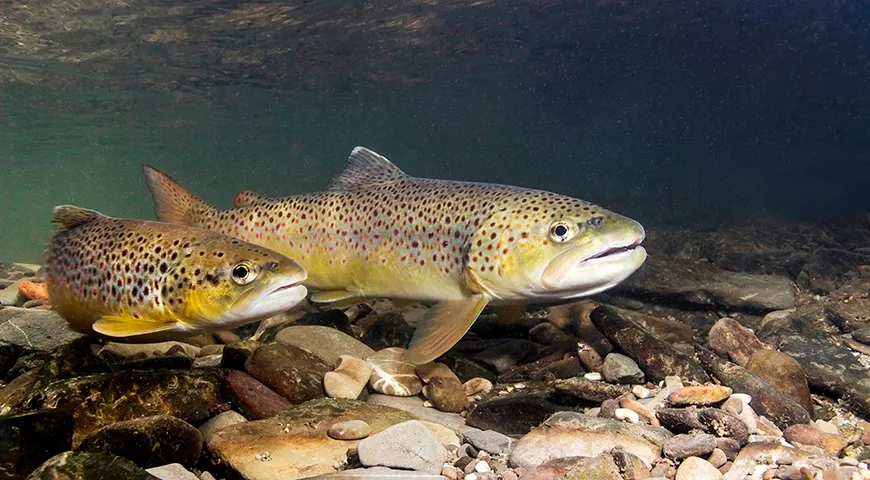 Дикая кумжа, выловленная осенью и зимой, обладает наиболее насыщенным вкусом и плотным мясом