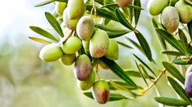 Как делают настоящее оливковое масло в Испании?