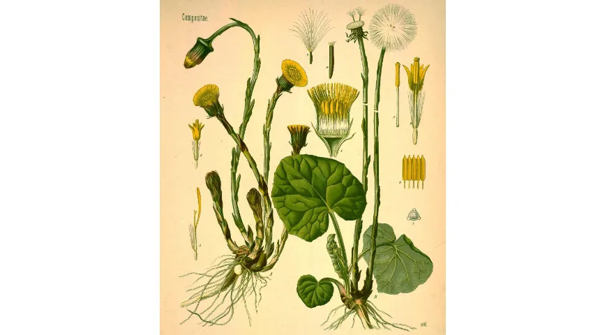 Мать-и-мачеха, ботаническая иллюстрация из книги Köhler’s Medizinal-Pflanzen, 1887 г.