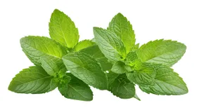 Перечная мята