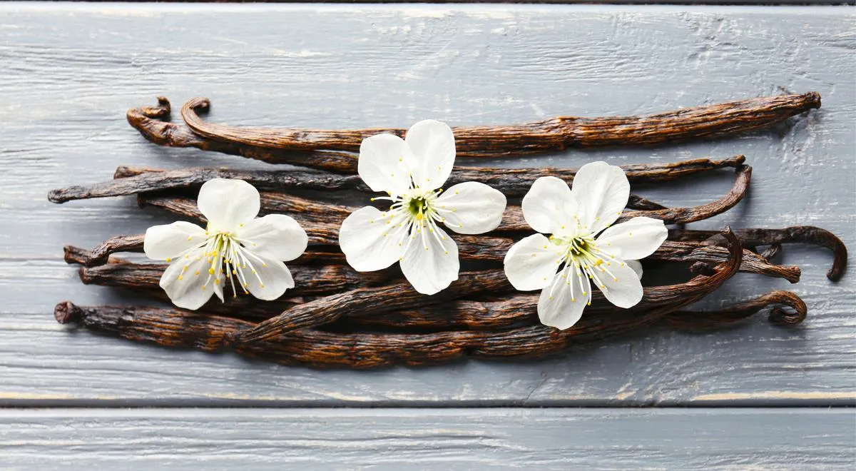 Стручки и цветы ванили