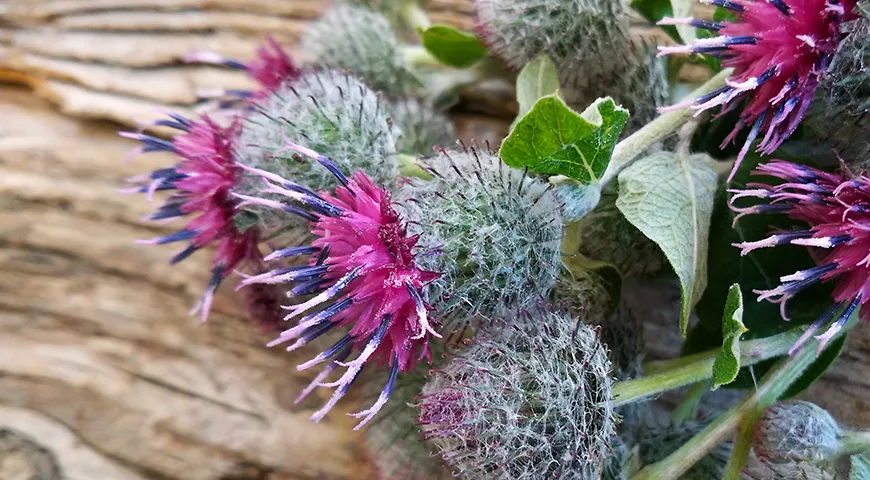 Какой такой Arctium lappa? На самом деле это всем нам с детства знакомый репей