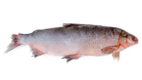 Муксун: описание продукта