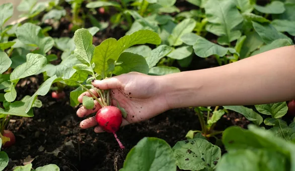 От чего не стоит отказываться в апреле, 5 полезных сезонных продуктов весны