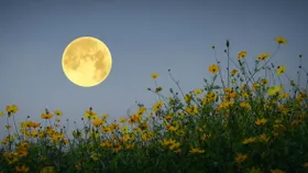 Полнолуние в мае 2025 года: Цветочная луна