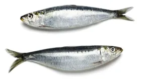 Сардины: все о продукте