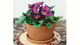 Тесто  с сладостями