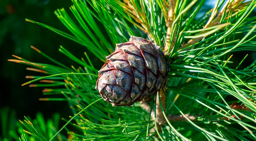 Кедровые шишки вялят и солят, а также используют для приготовления варенья