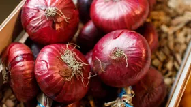 Правда ли, что ялтинский лук какой-то особенный?