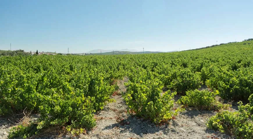 Виноградники Андалусии