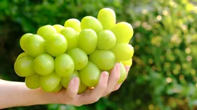 Что такое корейский виноград и почему он так дорого стоит