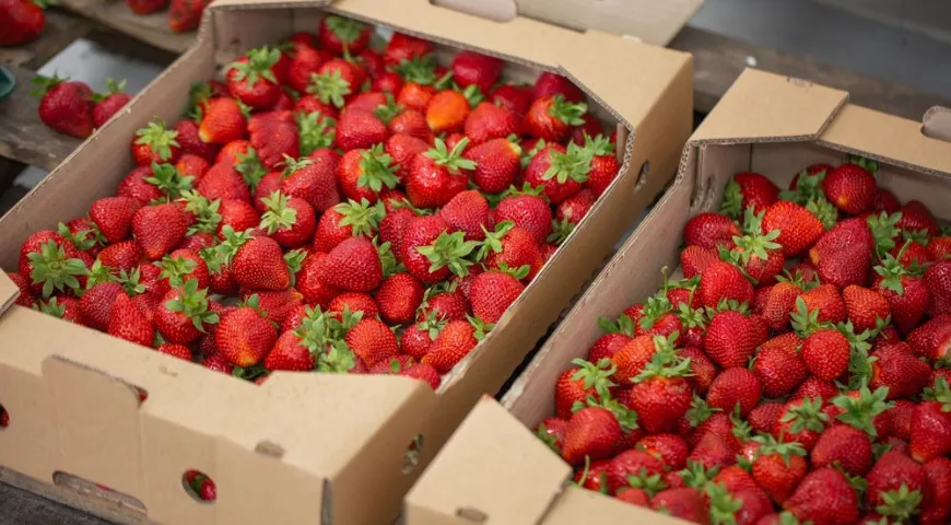Ранняя клубника проходит долгий путь от места сбора до конечного потребителя, для ее сохранности очень важно соблюдение температурного режима