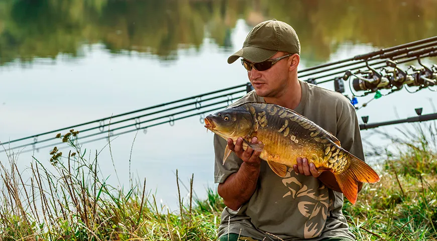 Зеркальный карп наиболее мясист и вкусен в период продаж с поздней осени до ранней весны