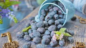 Как я готовлю жимолость