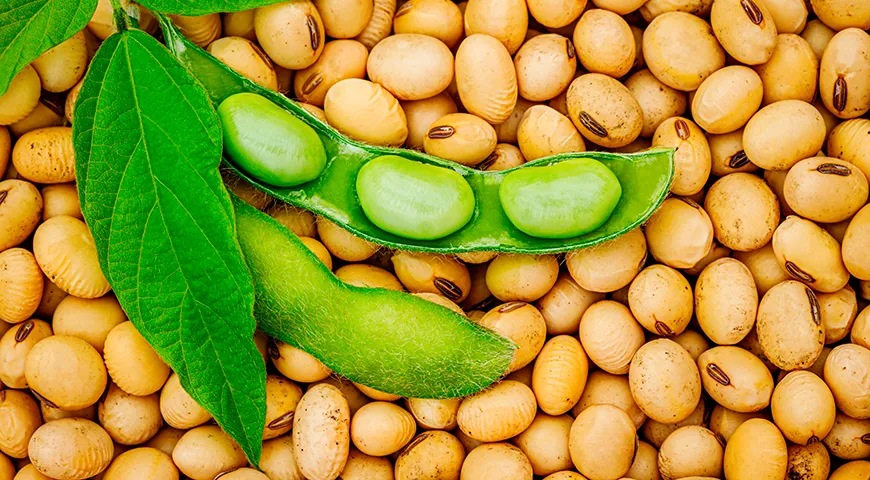 Соя культурная (Glycine max) — это однолетнее травянистое растение дает стручки с плотными круглыми семенами, похожими на фасоль или горох