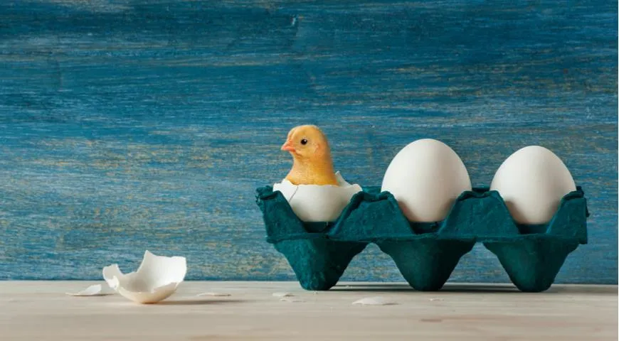 Цыплёнок и яйца