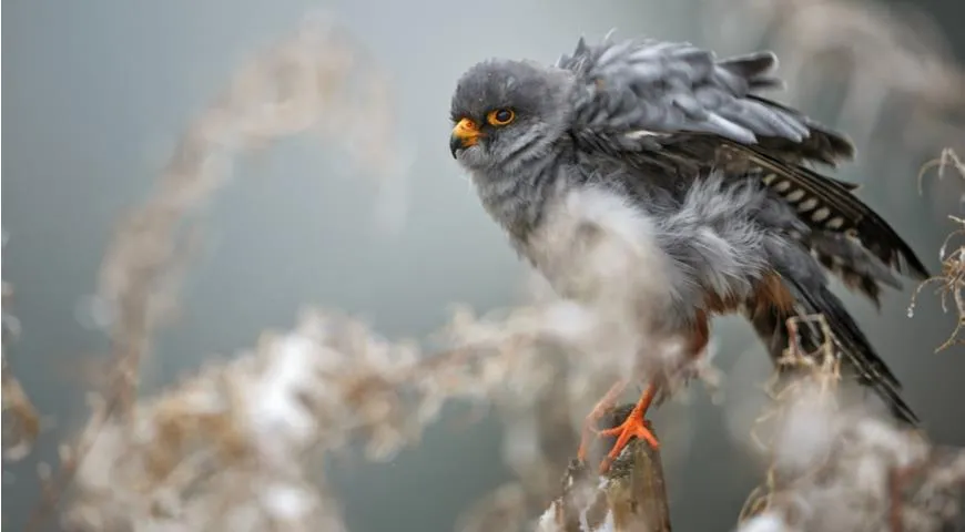 Сокол кобчик, Falco vespertinus