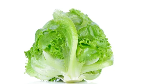 Айсберг, листовой салат 
