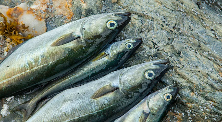 Сайда — один из немногих доступных видов рыбы, содержащих значительное количество йода