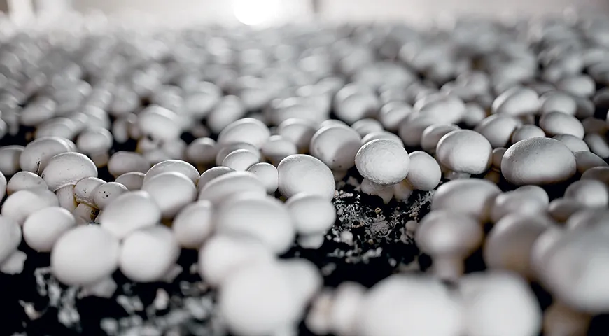 Шампиньоны растут очень быстро, и за сутки увеличиваются в размерах в два раза. В собственном комплексе компании «Магнит» с квадратного метра собирают 33 кг свежих грибов.