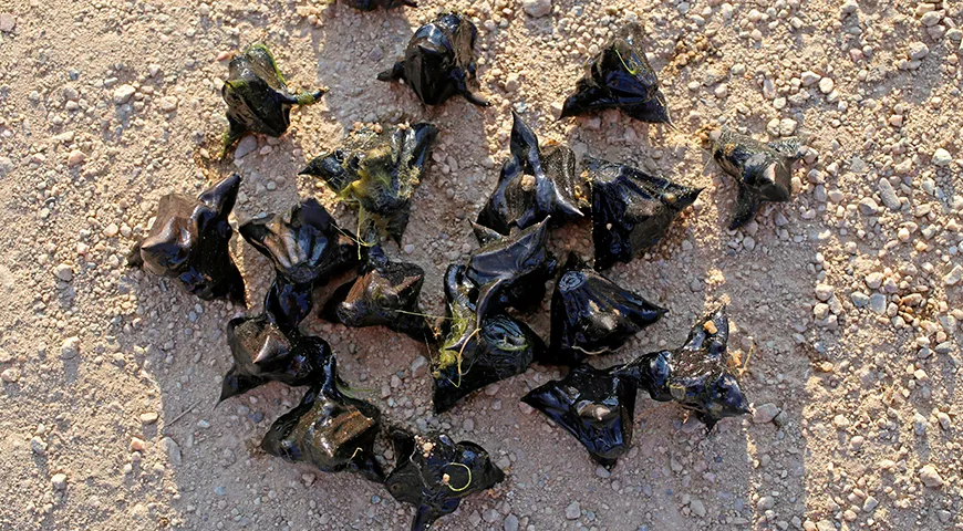 Чилим растет в основном в естественных озерах и прудах, только в Китае и Индии его культивируют на фермах